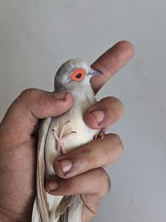 Breeder dove pairs 0