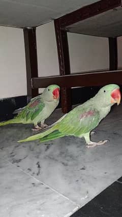 Raw parrots pair