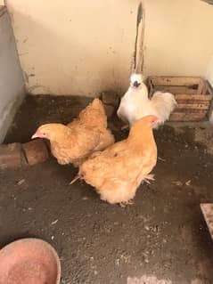 silky male & golden heavy buff female for sale 0