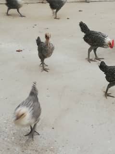 Egyption Fyuomi pure misri chicks for sale