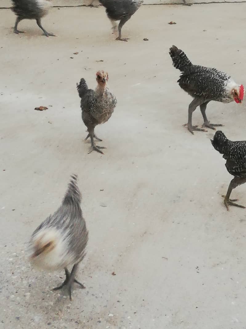 Egyption Fyuomi pure misri chicks for sale 0