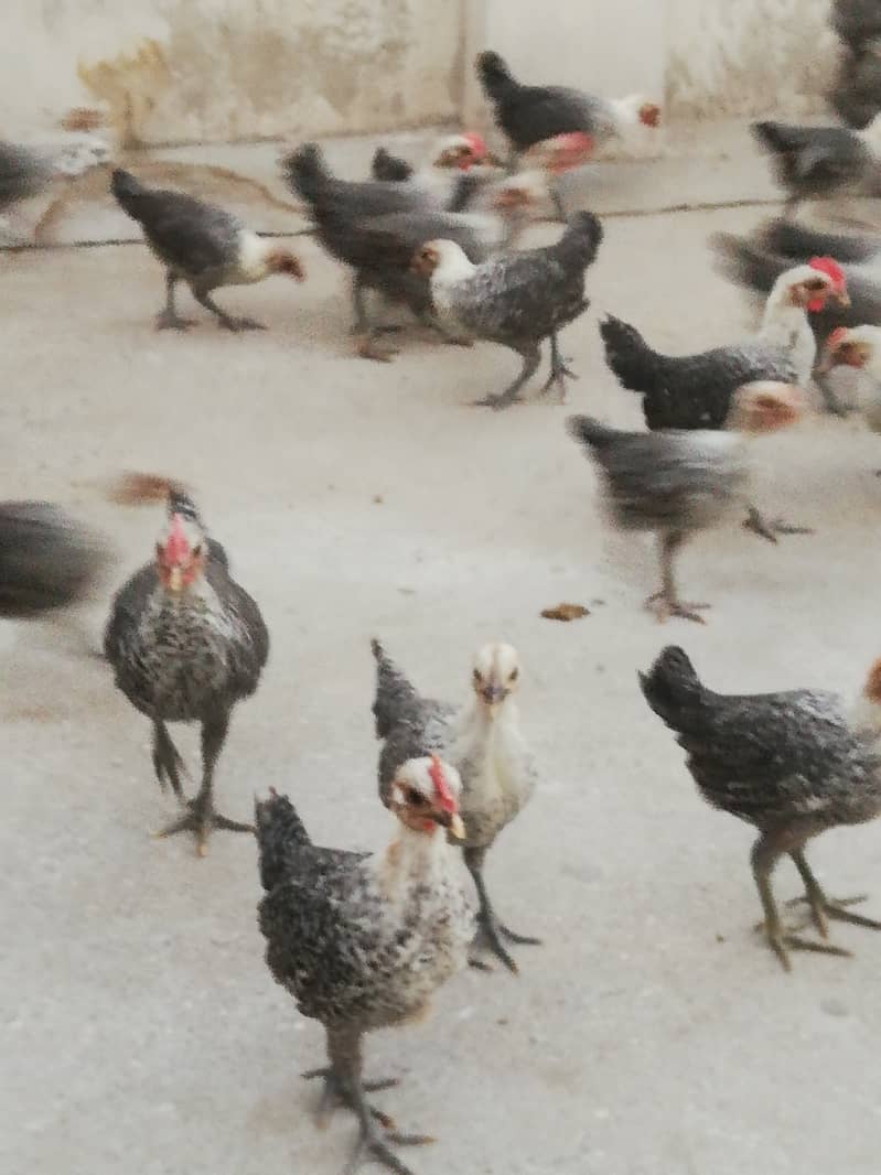 Egyption Fyuomi pure misri chicks for sale 1