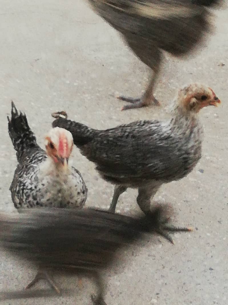 Egyption Fyuomi pure misri chicks for sale 2