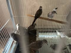 Diamond pied , Blue pied& Red pied chick available in lahore 0