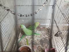 ringneck pair cocktail pair available with cage box