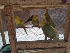 budgie parrots 5 without cage