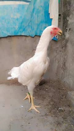 Brazilian white shamo female for sale