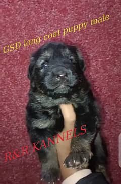 German Shepherd long coat male for sale