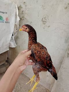 3 months chick for sale urgently  pure mainwali chicks