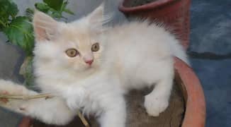 kitten for sale Persian