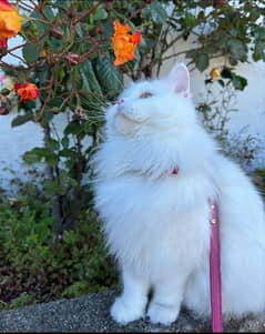 pure persian cat