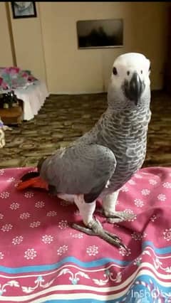 African Grey Parrot