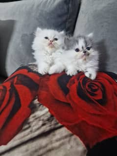 Pure Persian kittens for sale.