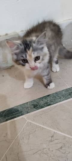 female Persian kitten 0