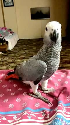 African Grey Parrot 0