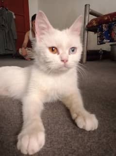 white Persian cat with different eye colour