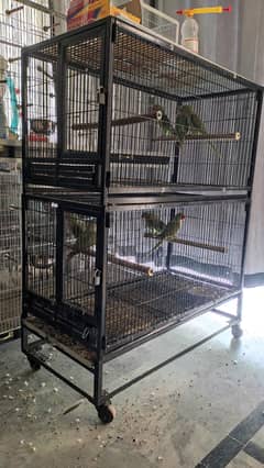 Cage With 8Pcs Raw Parrots For Sale