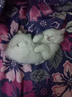 Persian Kittens Pair