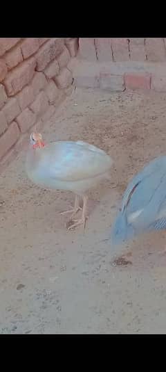 2 female guniafowl 2 desi hens for sale