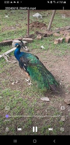 Peacocks for sale at Peshawar