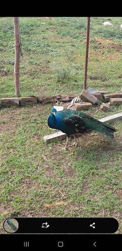 Peacocks for sale at Peshawar