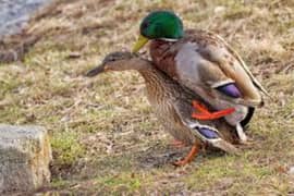 ducks breeder pair healthy and active
