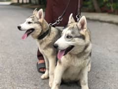 husky pair for urgent sale