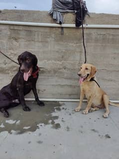 Labrador pair for sall 0