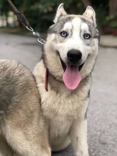 husky pair for urgent sale 0