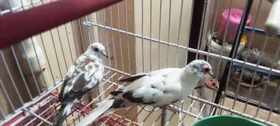 Diamond Pied Dove Ready To Breed Bonding Pair For Sale 0