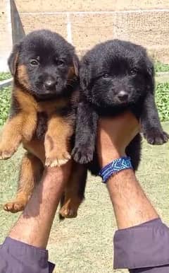 German Shepherd double coat male female pair 2 month for sale 0