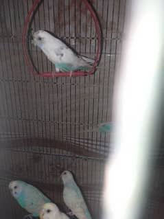 budgie pair available jis ne le e ha wo message kre