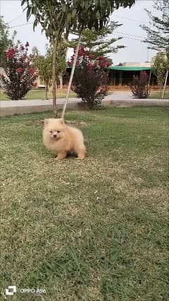 Pomeranian male puppy