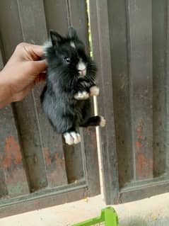 lion head dawarf bunny available for sale location islambad contact me 0