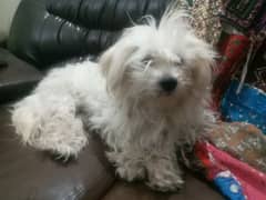 poddle terrier breed long hair double coated