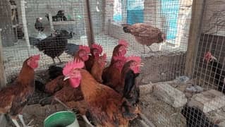 Beautiful rir roosters