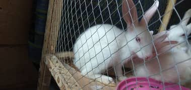 Albino rabbits 1 female rabbit and 5 bunnies with large wooden cage