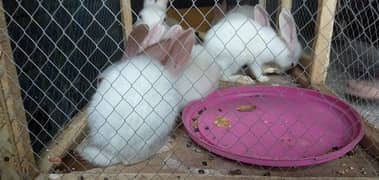 Albino rabbits 1 female rabbit and 5 bunnies with large wooden cage