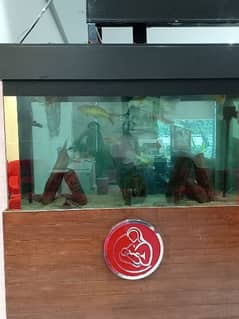 Fish aquarium all service available from Lahore