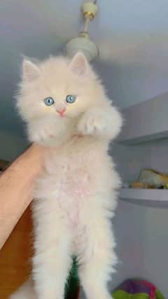 Persian kittens triple coat Punch littered trained urgent t sale