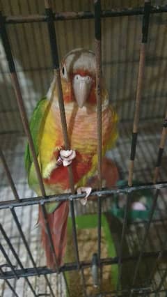 conure parrot