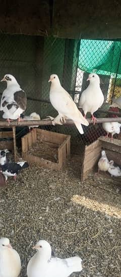 Fancy pigeons for sale 900/- piece