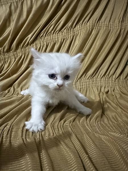 Persian Kitten for sale of age 1 month 0