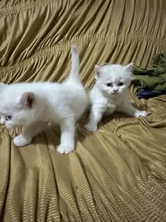 Persian Kitten for sale of age 1 month