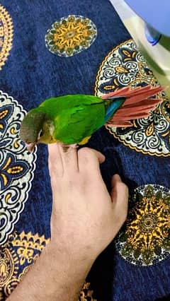 Green cheeked parakeet conure full healthy hand tummy