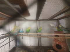 Budgies Available for sale Urgent