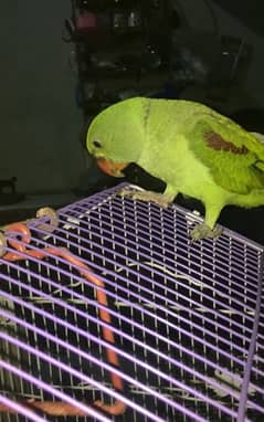 raw parrots pair 2 month age fresh breed