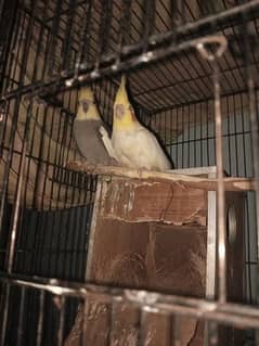 2 pair cocktail and exhibition budgie