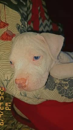 American Pitbull puppy Blue eyes extreme quality