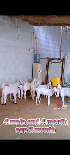 gulabi goat kids